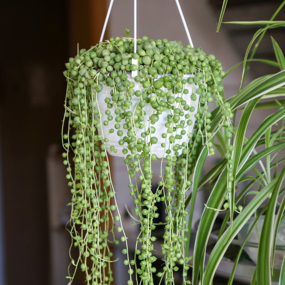 Senecio rowleyanus ~ String of Pearls-ServeScape