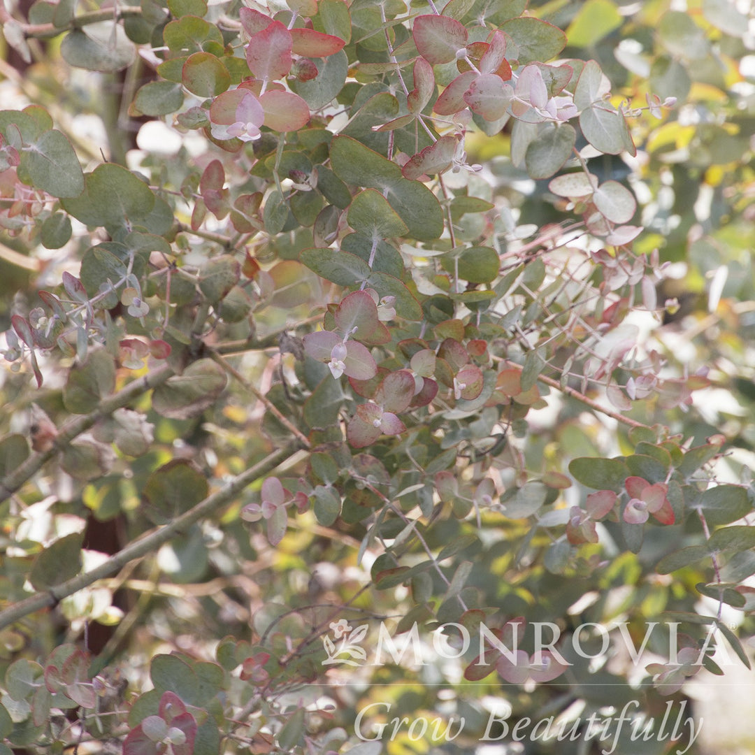 Eucalyptus cinerea ~ Monrovia® Silver Dollar Tree-ServeScape