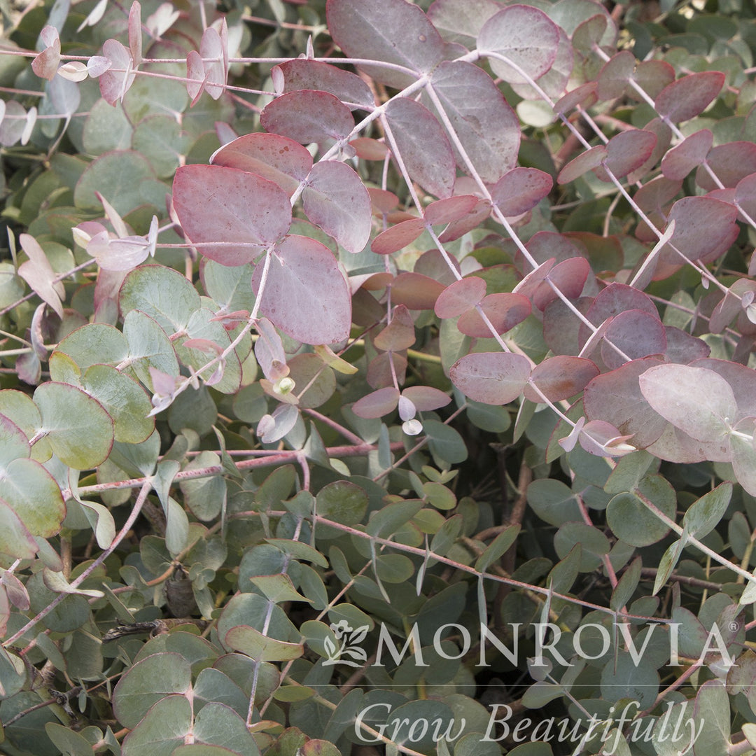 Eucalyptus cinerea ~ Monrovia® Silver Dollar Tree-ServeScape