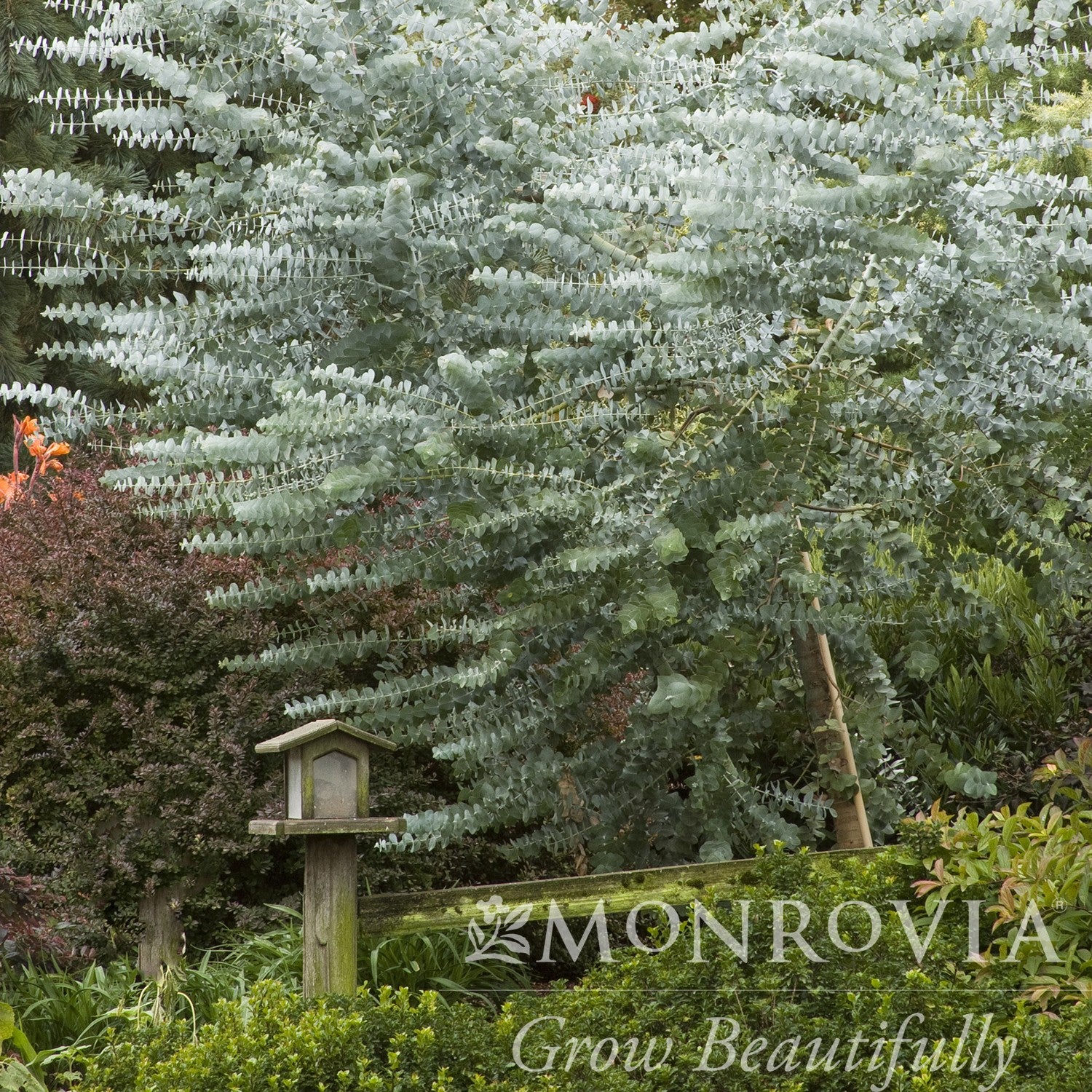 Eucalyptus cinerea ~ Monrovia® Silver Dollar Tree-ServeScape