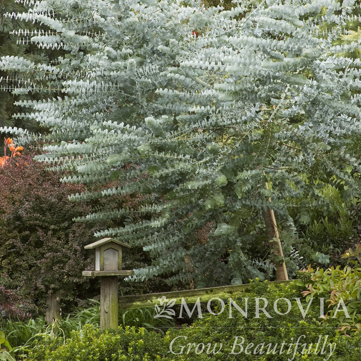 Eucalyptus cinerea ~ Monrovia® Silver Dollar Tree-ServeScape