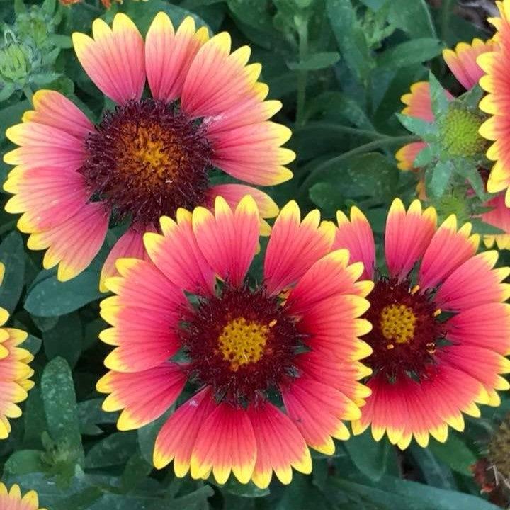 Gaillardia x grandiflora 'Goblin' ~ Goblin Blanket Flower-ServeScape