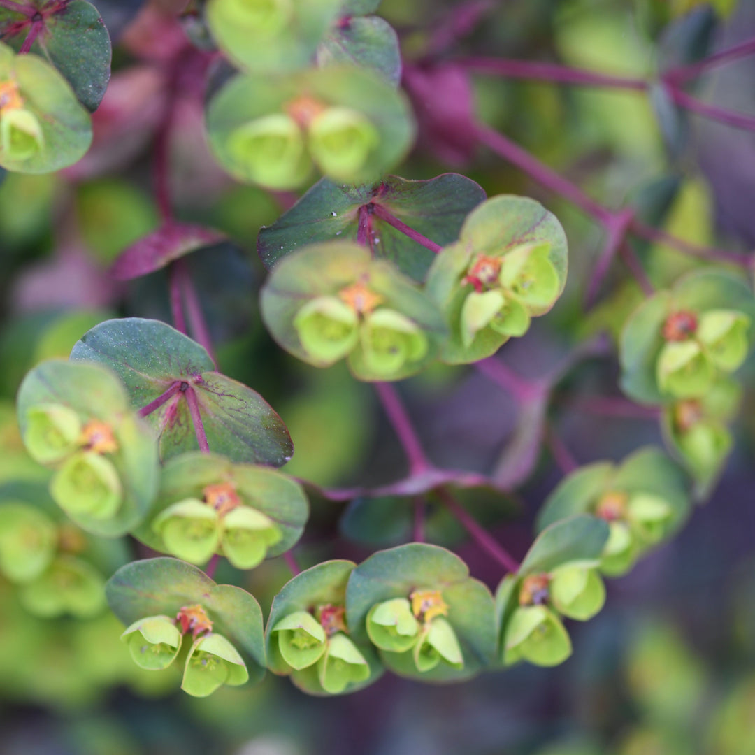 Euphorbia x martinii 'Miner's Merlot' ~ Miner's Merlot Euphorbia-ServeScape