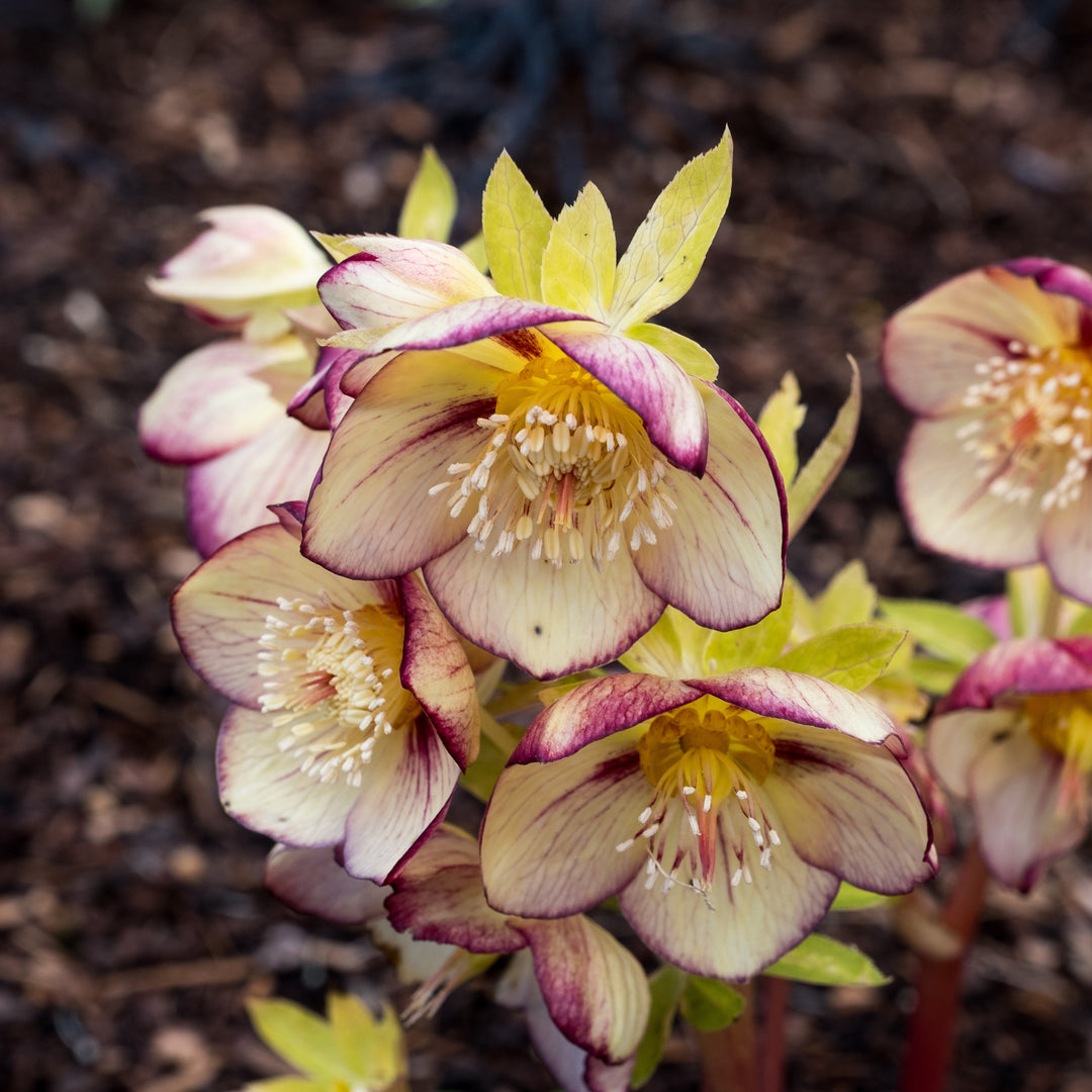 Helleborus 'French Kiss' ~ Honeymoon® French Kiss Lenten Rose-ServeScape