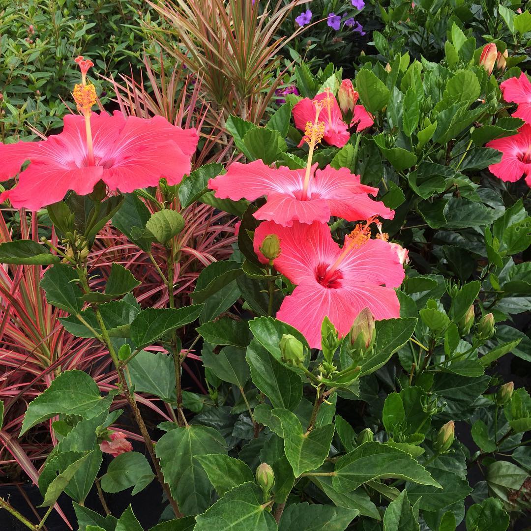 Hibiscus rosa-sinensis 'Painted Lady' ~ Painted Lady Hibiscus-ServeScape