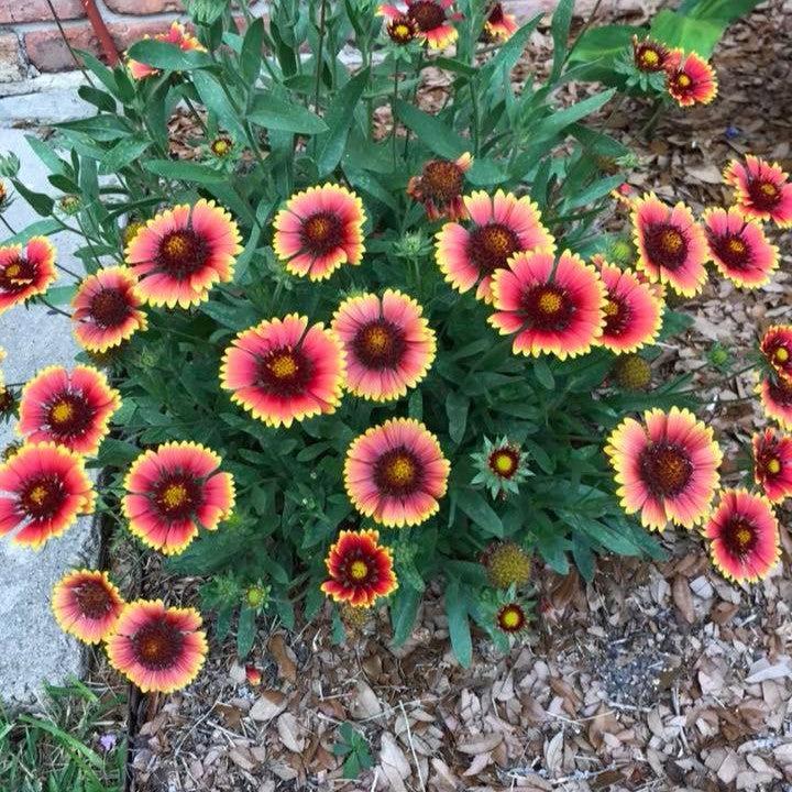 Gaillardia x grandiflora 'Goblin' ~ Goblin Blanket Flower-ServeScape