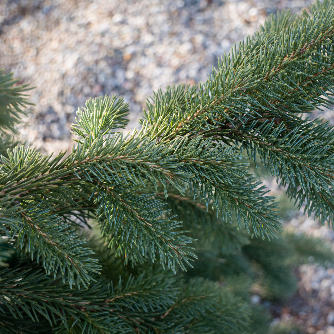 Picea glauca 'Pendula' ~ Weeping White Spruce-ServeScape