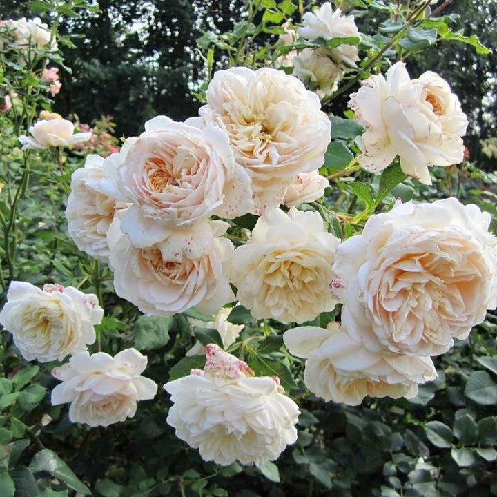 Rosa 'Lichfield Angel' ~ Lichfield Angel Rose-ServeScape