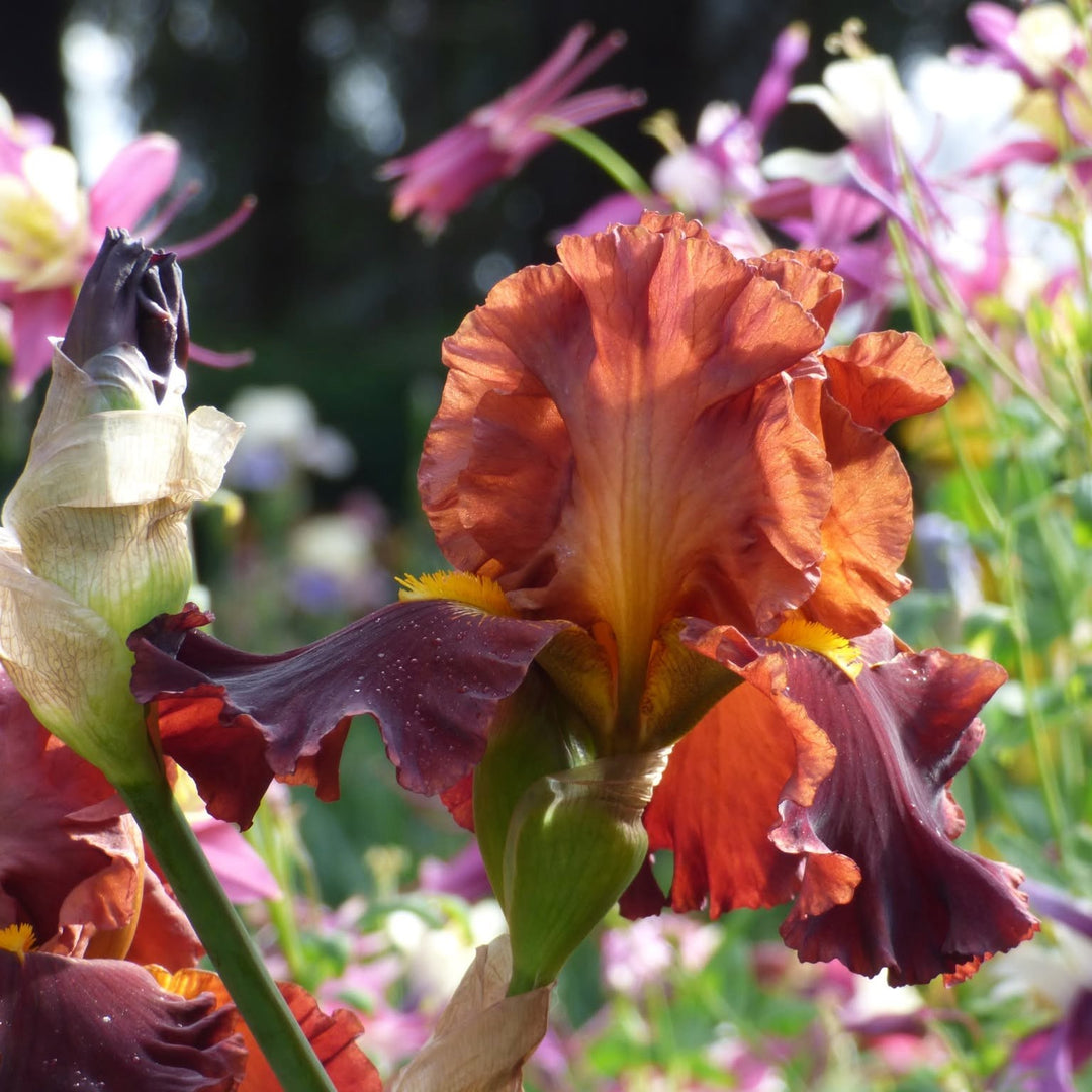 Iris germanica 'Valentino' ~ Valentino Bearded Iris-ServeScape