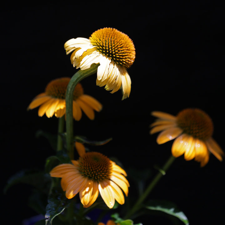 Echinacea 'Cantaloupe' PP #24,897 ~ Supreme™ Cantaloupe Coneflower-ServeScape