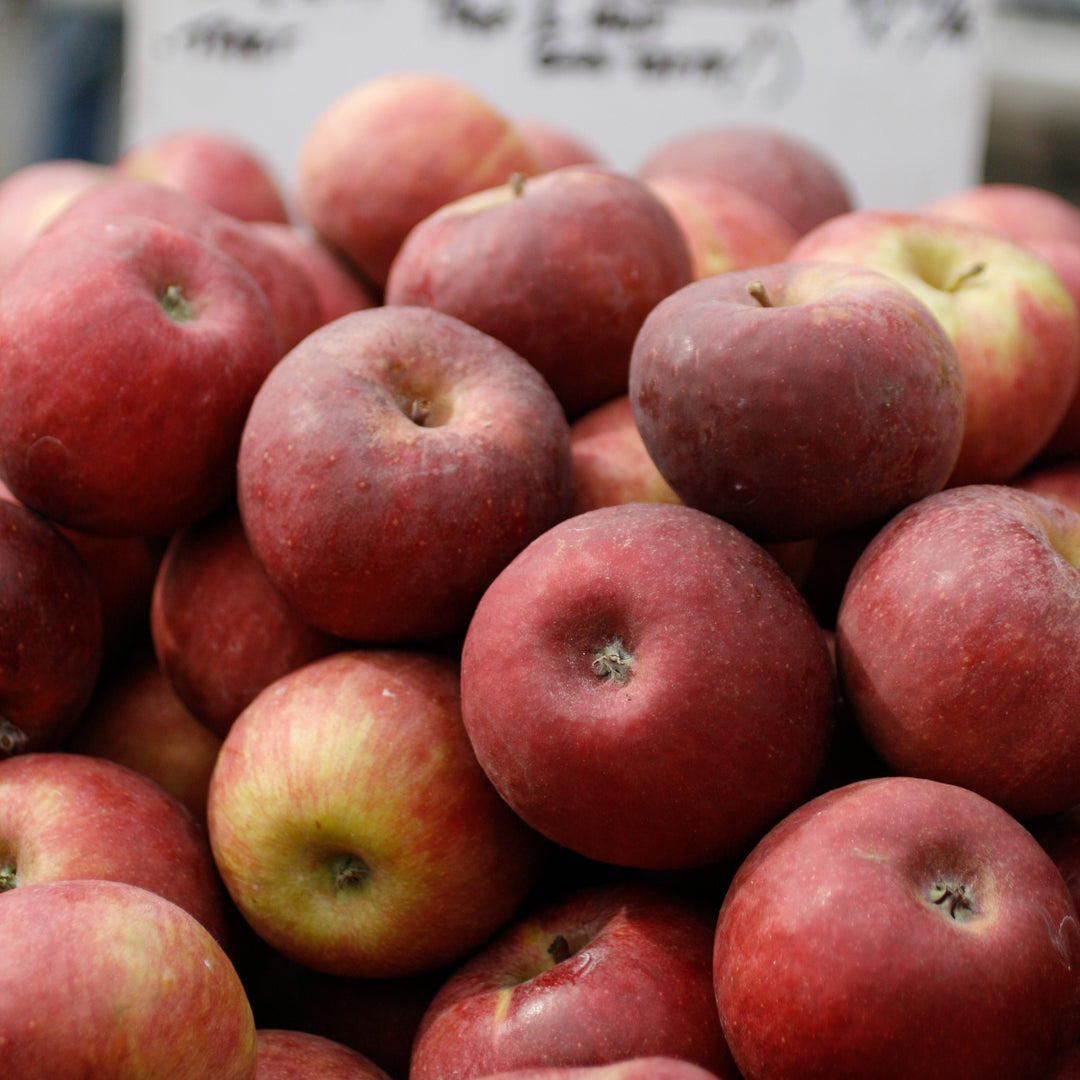 Malus domestica 'Winesap' ~ Winesap Apple-ServeScape