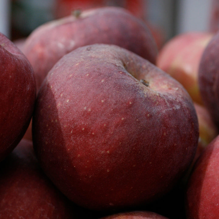 Malus domestica 'Winesap' ~ Winesap Apple-ServeScape