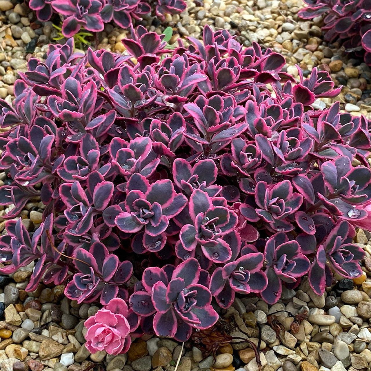 Sedum ‘Dream Dazzler’ PP31,227 ~ SunSparkler® Dream Dazzler Sedum-ServeScape