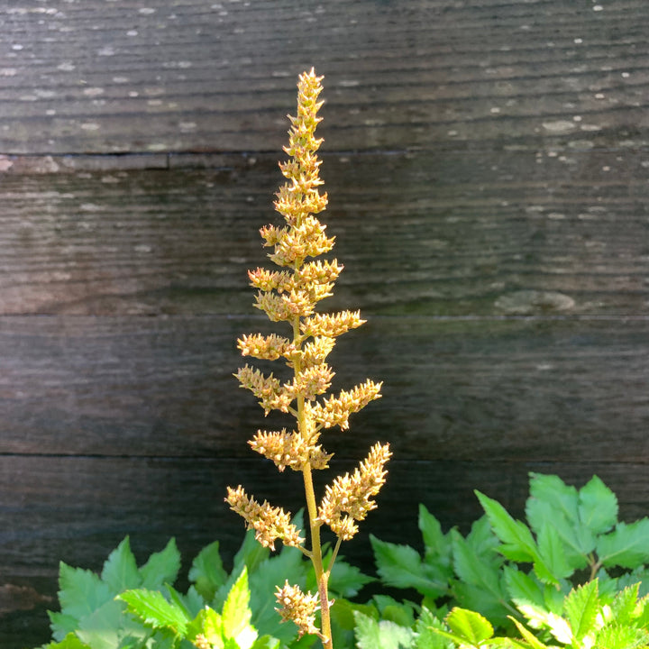 Astilbe chinensis 'Visions' ~ Visions Chinese Astilbe, False Goat's Beard-ServeScape