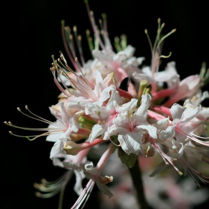 Rhododendron 'Nacoochee Princess' ~ Nacoochee Princess Native Azalea-ServeScape