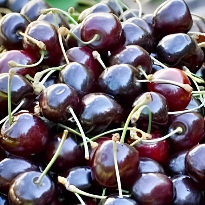 Prunus avium 'Black Tartarian' ~ Black Tartarian Sweet Cherry-ServeScape