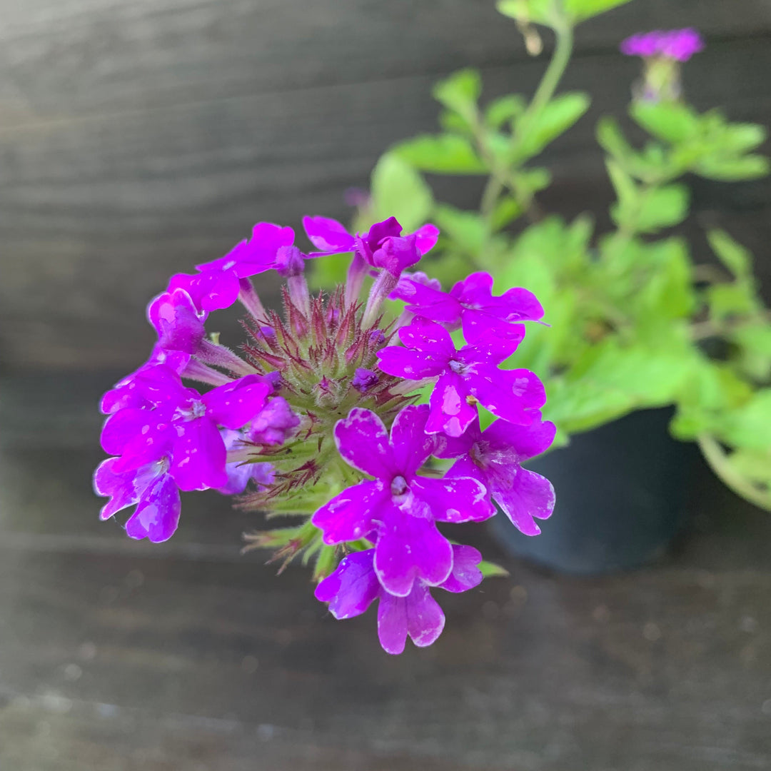 Verbena canadensis 'Homestead Purple' ~ Purple Spreader™ Garden Verbena-ServeScape