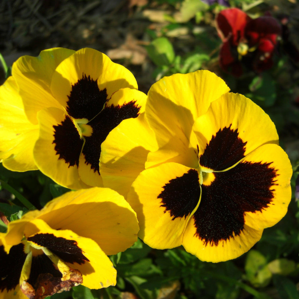 Viola x wittrockiana 'Mammoth Queen Yellow Bee' ~ Mammoth™ Queen Yellow Bee Pansy-ServeScape