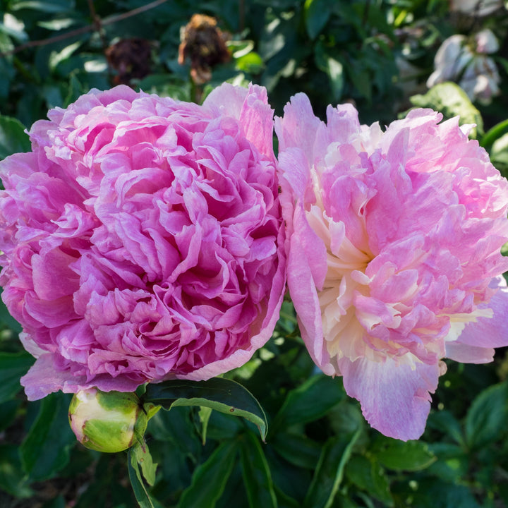 Paeonia hybrid 'Raspberry Sundae' ~ Raspberry Sundae Peony-ServeScape