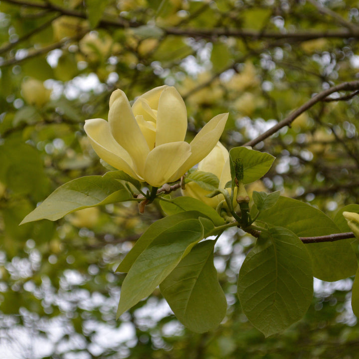 Magnolia x brooklynensis ‘Lois’ ~ Lois Magnolia-ServeScape