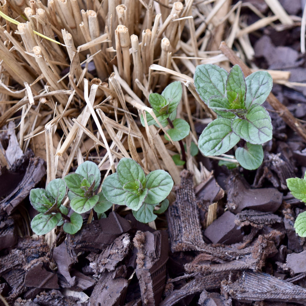 Mentha x piperita 'Chocolate' ~ Chocolate Mint-ServeScape