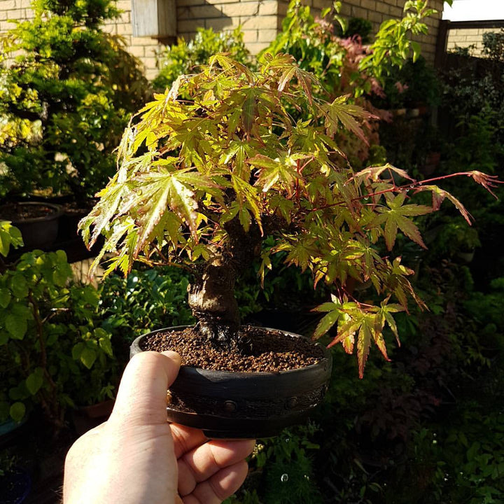 Acer palmatum 'Katsura' ~ Katsura Japanese Maple-ServeScape