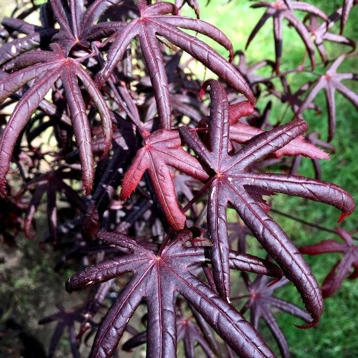 Acer palmatum 'Peve Starfish' ~ Peve Starfish Japanese Maple-ServeScape