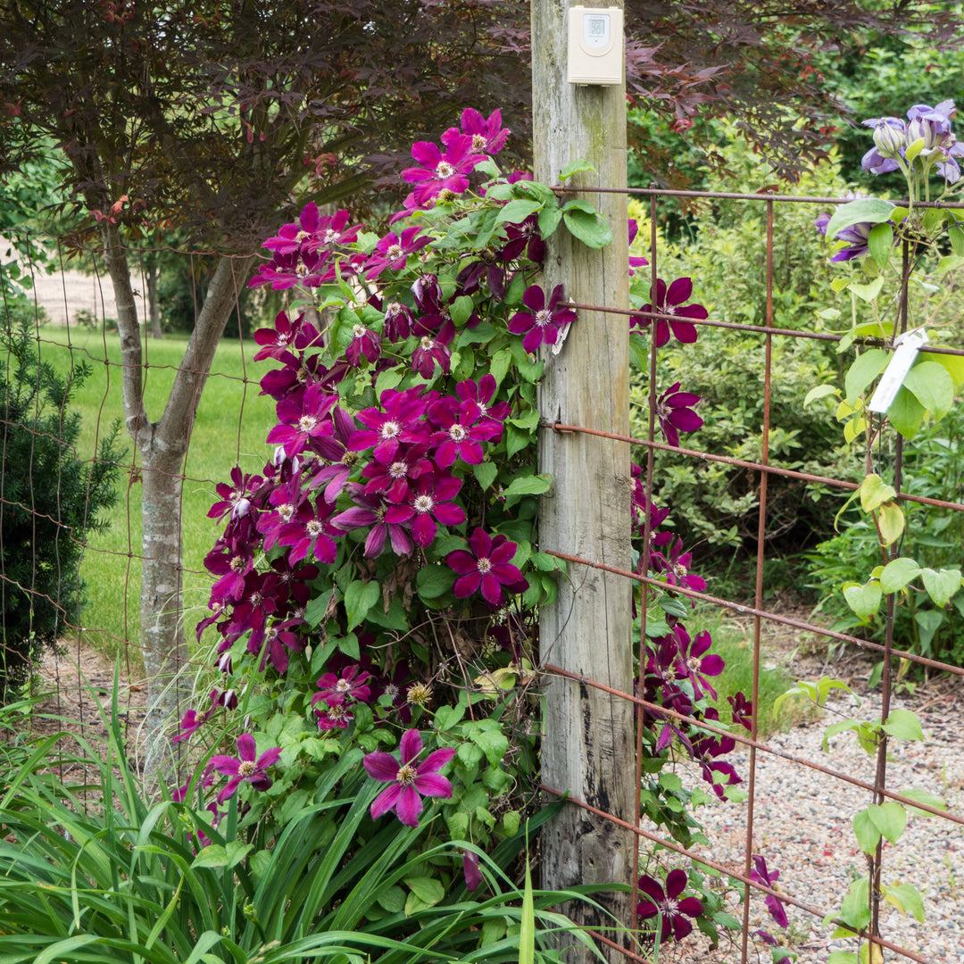 Clematis 'Westerplatte' ~ Westerplatte Clematis-ServeScape