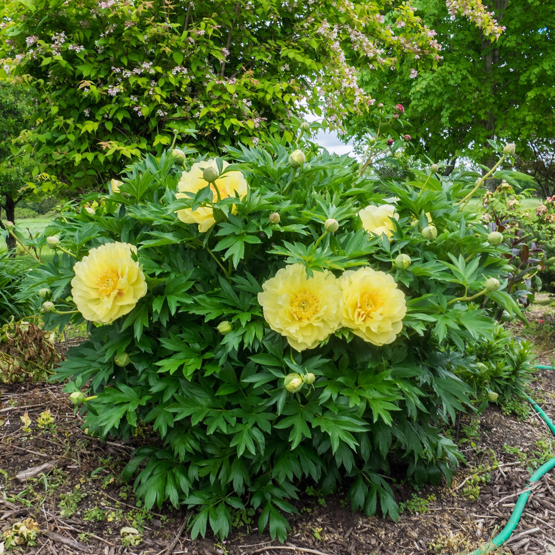 Paeonia 'Batrzella' ~ Batrzella Itoh Peony-ServeScape