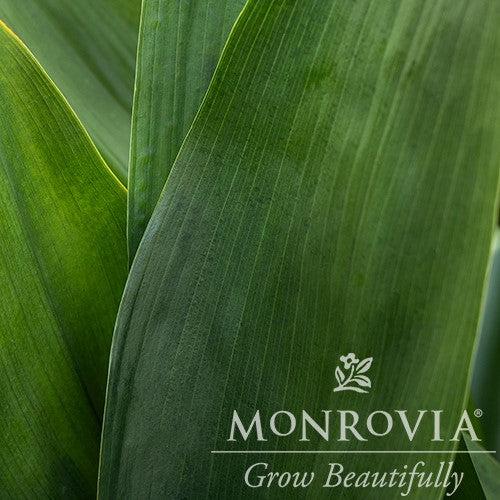 Aspidistra elatior ~ Monrovia® Cast Iron Plant-ServeScape