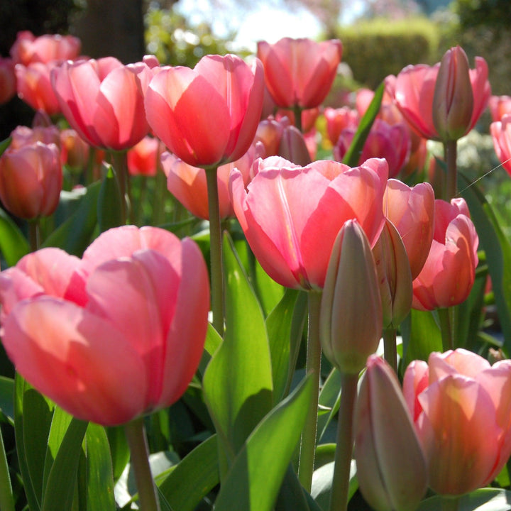 Tulipa 'Pink Impression' ~ Pink Impression Tulip, Darwin Hybrid-ServeScape