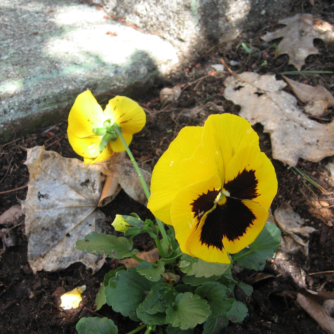 Viola x wittrockiana 'Mammoth Queen Yellow Bee' ~ Mammoth™ Queen Yellow Bee Pansy-ServeScape
