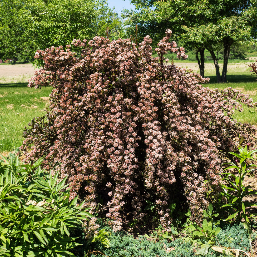 Physocarpus opulifolius 'Donna May' ~ Little Devil™ Ninebark-ServeScape