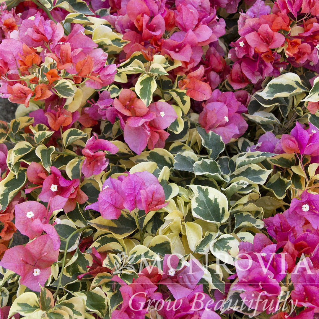 Bougainvillea 'Bengal Orange' ~ Monrovia® Bengal Orange Bougainvillea-ServeScape