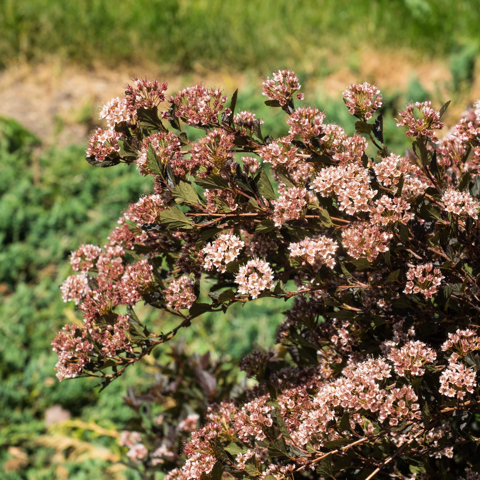 Physocarpus opulifolius 'Donna May' ~ Little Devil™ Ninebark-ServeScape