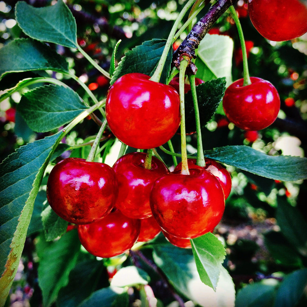 Prunus cerasus 'Montmorency' ~ Montmorency Cherry Tree-ServeScape