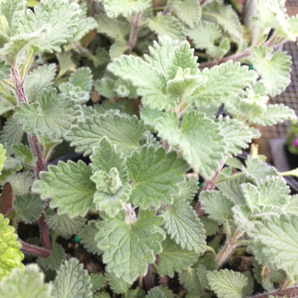 Nepeta x faassenii 'Dropmore' ~ Dropmore Catmint-ServeScape