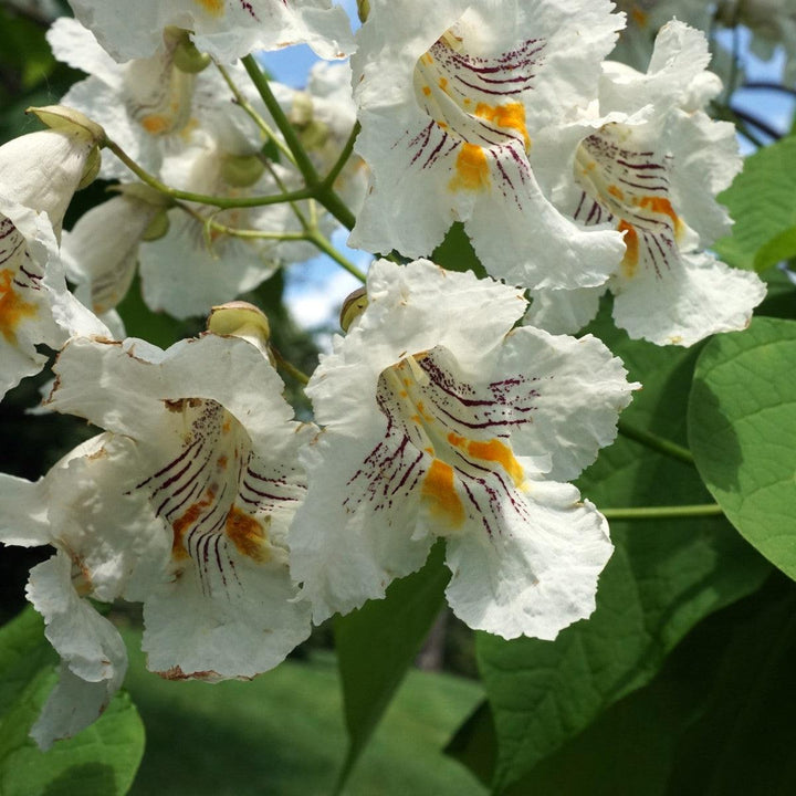 Catalpa speciosa ~ Northern Catalpa-ServeScape