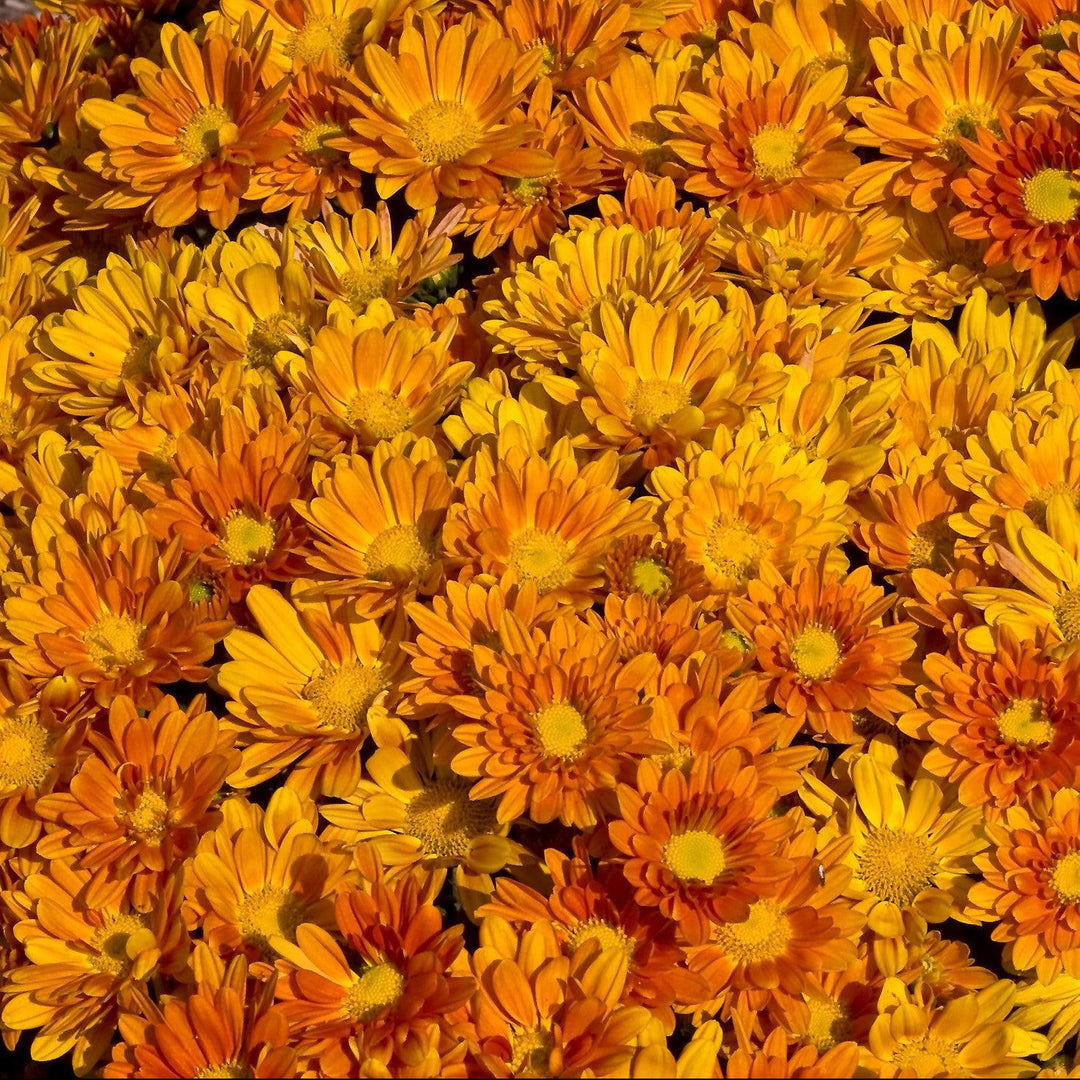 Chrysanthemum ~ Fall Daisy Mum, Orange-ServeScape