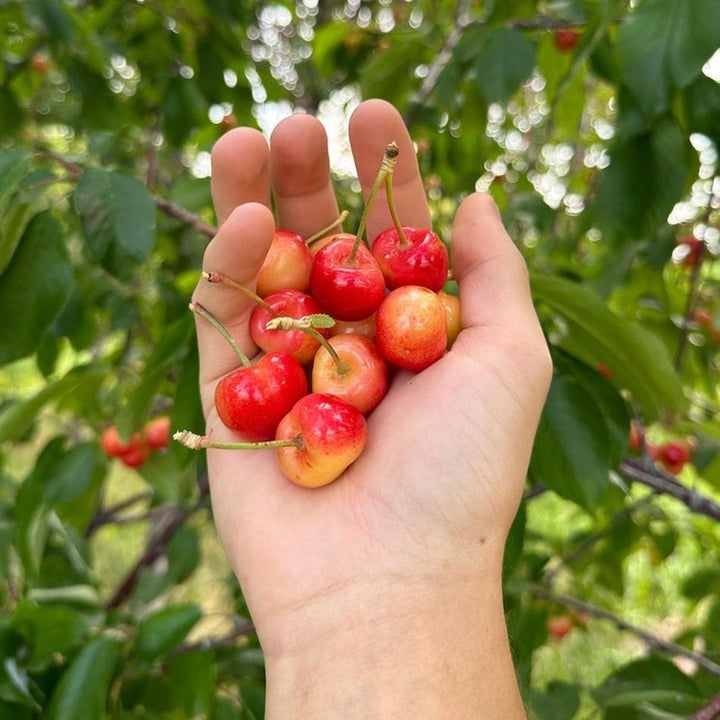 Prunus avium 'Rainier' ~ Rainier Sweet Cherry-ServeScape