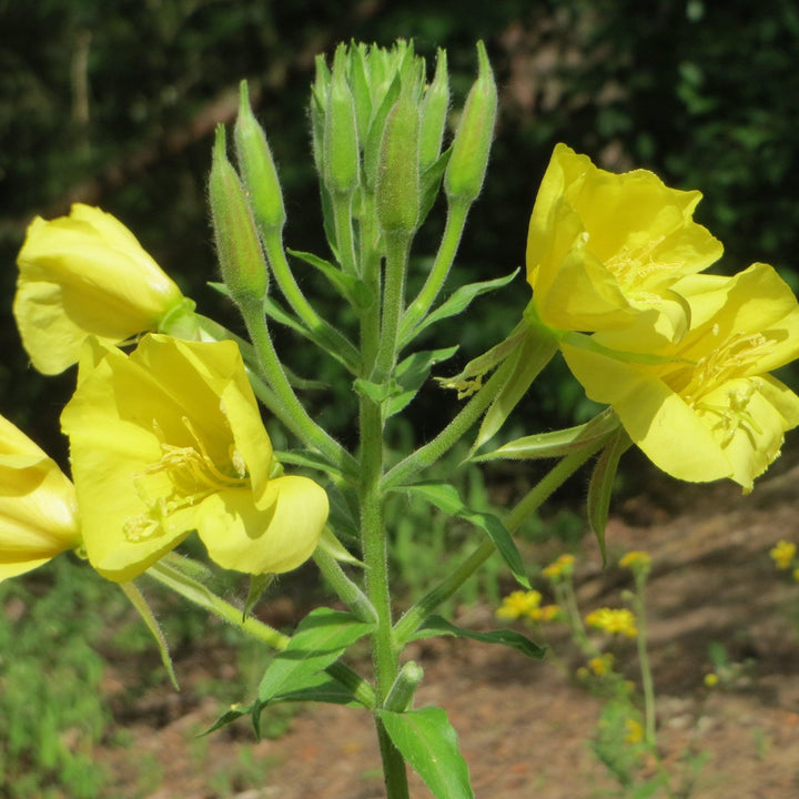 Oenothera biennis ~ Evening Primrose-ServeScape