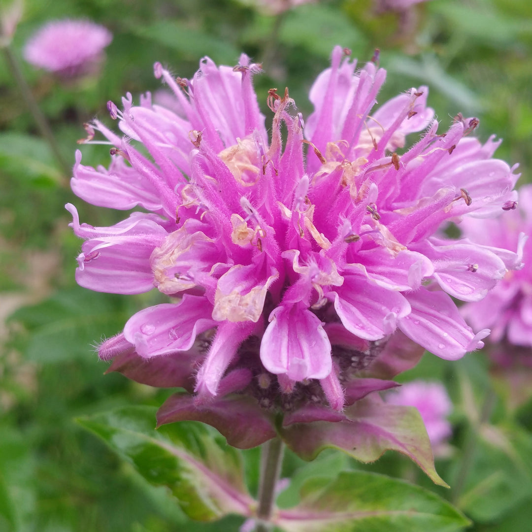 Monarda 'Monard0044' ~ Bee-You™ Bee Pretty Bee Balm-ServeScape