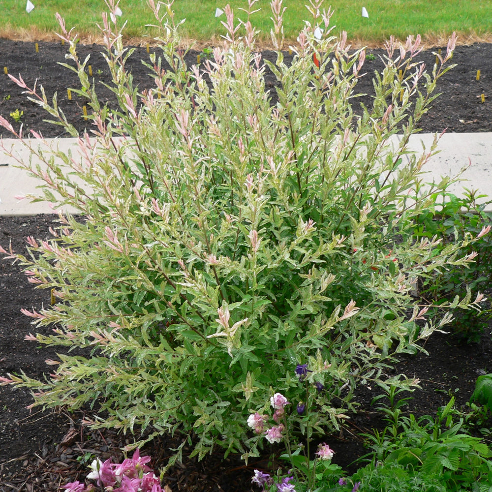 Salix integra 'Flamingo' ~ Flamingo Dappled Willow-ServeScape