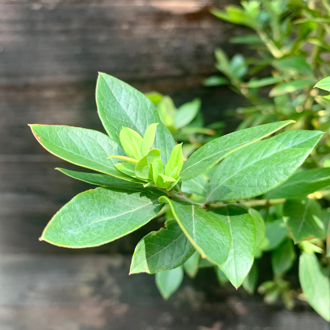 Vaccinium x 'Sunshine Blue' ~ Sunshine Blue Blueberry-ServeScape