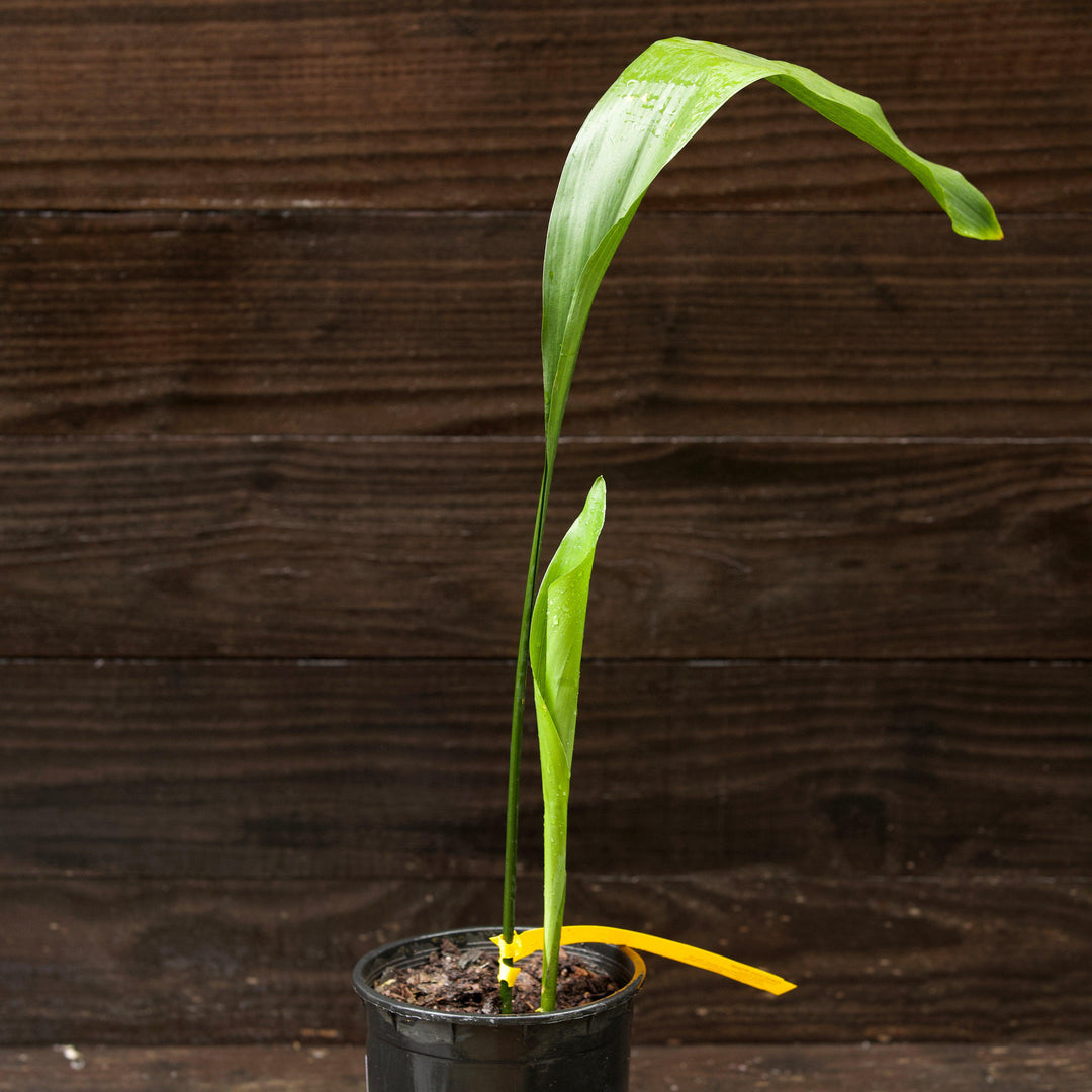 Aspidistra elatior ~ Cast Iron Plant-ServeScape