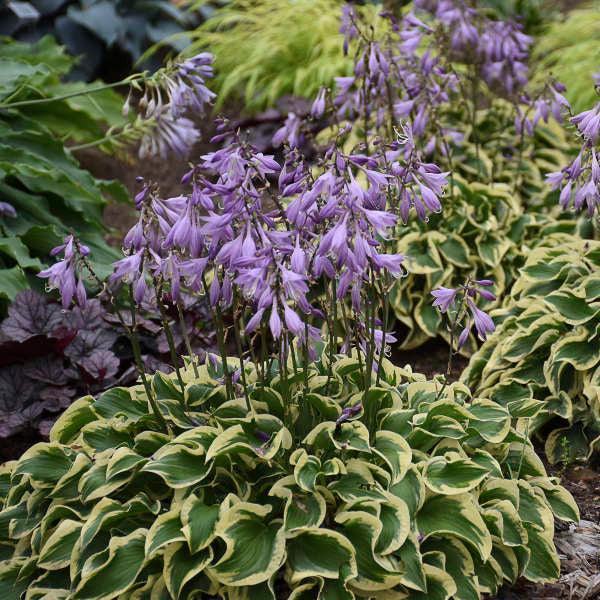 Hosta 'Wrinkle in Time' PP29456 ~ Wrinkle in Time Hosta-ServeScape