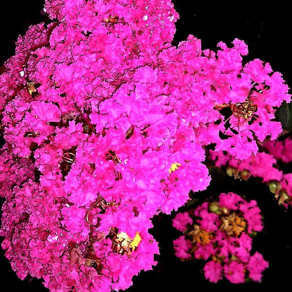 Lagerstroemia 'Mystic Magenta' ~ Black Diamond® Mystic Magenta™ Crape Myrtle-ServeScape