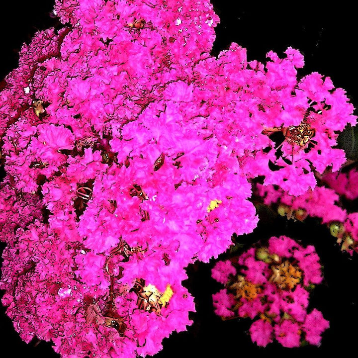 Lagerstroemia 'Mystic Magenta' ~ Black Diamond® Mystic Magenta™ Crape Myrtle-ServeScape