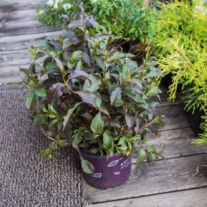Weigela florida 'Bokrashine' ~ Shining Sensation™ Weigela-ServeScape