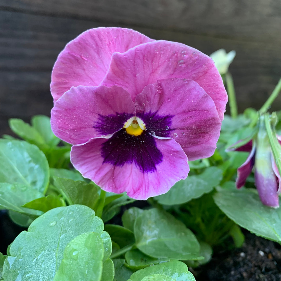 Viola x wittrockiana 'PAS912390' ~ Spring Matrix™ Pink Shades Pansy-ServeScape